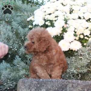 Daisy, Forever Puppy